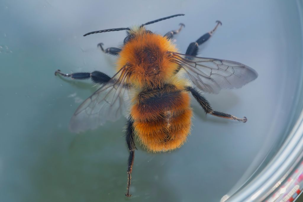 Apidae - Bombus pascuorum